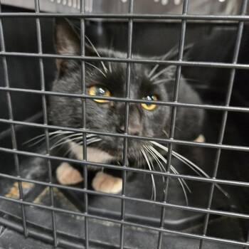 Sir Meow Meow -  Domestic Short Hair Cat for Adoption in Newark, New Jersey - Sir Meow Meow | PetCurious