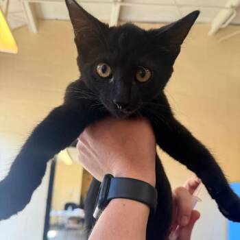 Linden -  Domestic Short Hair Cat for Adoption in Corinth, Mississippi - Linden | PetCurious