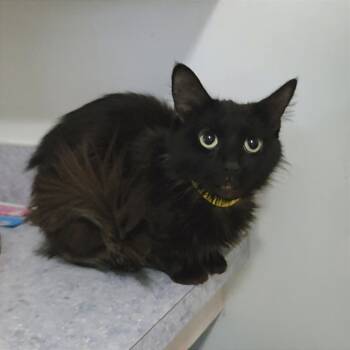 Rescue Domestic Long Hair Cats for Adoption in Brimfield, Massachusetts - Ebony | PetCurious