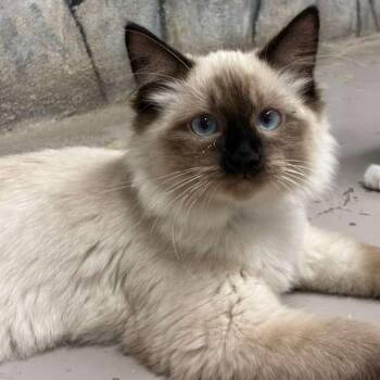 Siamese Cats Available for Adoption in Laredo, Texas - Cappuccino | PetCurious