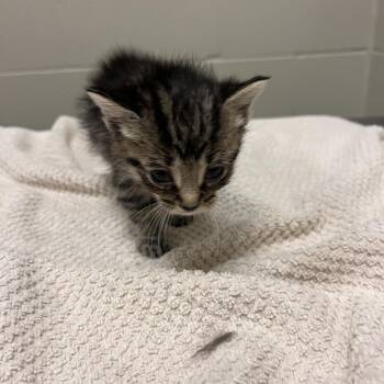 Pookey -  Domestic Short Hair Cat for Adoption in Bristol, Indiana - Pookey | PetCurious