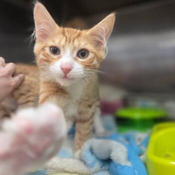Fishy -  Domestic Short Hair Cat for Adoption in Spokane, Washington - Fishy | PetCurious