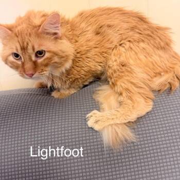 Domestic Long Hair Cats Available for Adoption in Buffalo, Minnesota - Lightfoot *Meet Me At Eagan Petsmart* | PetCurious