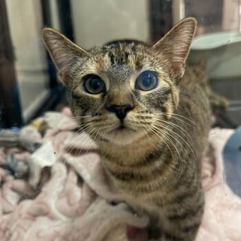 Lilac -  Domestic Short Hair Cat for Adoption in Chaska, Minnesota - Lilac | PetCurious
