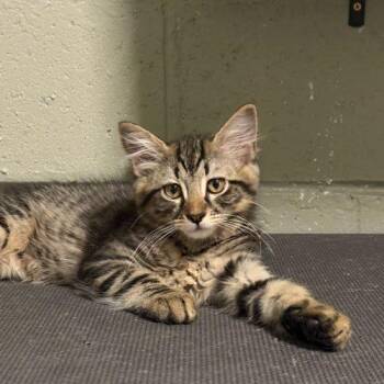 Domestic Medium Hair Cats Available for Adoption in Toms River, New Jersey - Birria | PetCurious