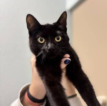 Ozzy Beans -  Domestic Medium Hair Cat for Adoption in Sioux City, Iowa - Ozzy Beans | PetCurious