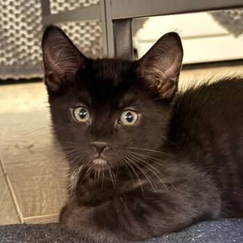 Orion -  Domestic Short Hair Cat for Adoption in Oceanside, California - Orion | PetCurious