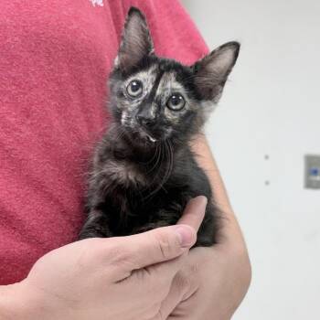 Nala-5201 -  Domestic Medium Hair Cat for Adoption in Tyler, Texas - Nala-5201 | PetCurious
