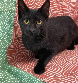 Beep Boop -  Domestic Short Hair Cat for Adoption in Omaha, Nebraska - Beep Boop | PetCurious