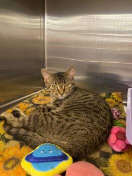Domestic Short Hair Cats Available for Adoption in Cumming, Georgia - Harry Styles | PetCurious