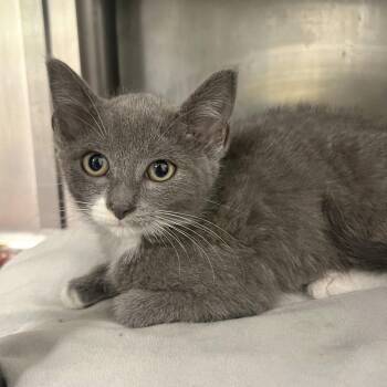 Lizzie -  Domestic Short Hair Cat for Adoption in Owosso, Michigan - Lizzie | PetCurious