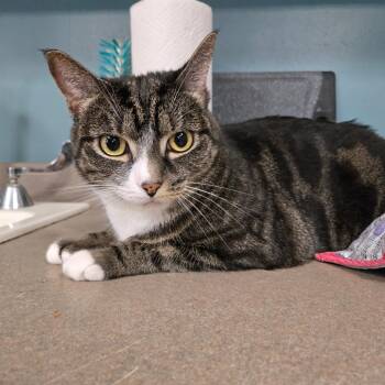 Blue Raspberry -  Domestic Short Hair Cat for Adoption in Baltimore, Maryland - Blue Raspberry | PetCurious