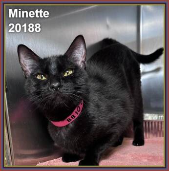 MINETTE -  Domestic Short Hair Cat for Adoption in Marietta, Georgia - MINETTE | PetCurious