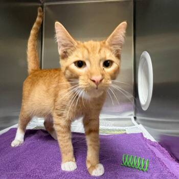 Blinkin -  Domestic Short Hair Cat for Adoption in Milton, Florida - Blinkin | PetCurious