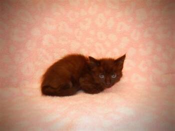 A1411871 -  Domestic Short Hair Cat for Adoption in San Jose, California - A1411871 | PetCurious