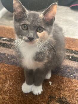 Rescue Domestic Short Hair Cats for Adoption in Camden, South Carolina - Snort | PetCurious