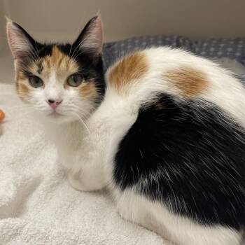 Domestic Short Hair Cats Available for Adoption in Sarasota, Florida - Leona | PetCurious