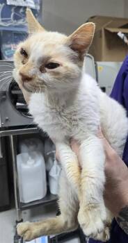 Domestic Short Hair Cats Available for Adoption - QUINTIN B. SQUINTIN | PetCurious