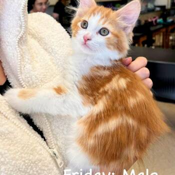 Friday -  Maine Coon and Domestic Long Hair Cat for Adoption in Carmel, Indiana - Friday | PetCurious