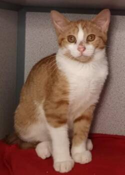 Rescue Domestic Short Hair Cats for Adoption in Waupaca, Wisconsin - Colbert | PetCurious