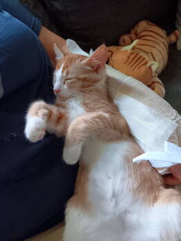 Rescue Domestic Short Hair Cats for Adoption in Ellicott City, Maryland - Mouse | PetCurious