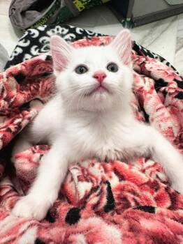 Rescue Siamese and Domestic Medium Hair Cats for Adoption - Wally And Velvet (must Be Adopted Together) | PetCurious