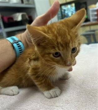 A883014 -  Domestic Medium Hair Cat for Adoption in Camarillo, California - A883014 | PetCurious
