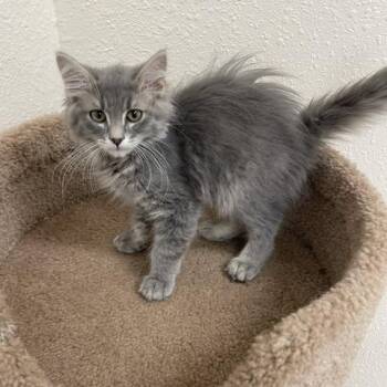 Puffington -  Domestic Medium Hair Cat for Adoption in Red Wing, Minnesota - Puffington | PetCurious