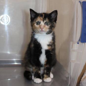 Domestic Short Hair Cats Available for Adoption in Brownsboro, Alabama - Daisy Mae | PetCurious