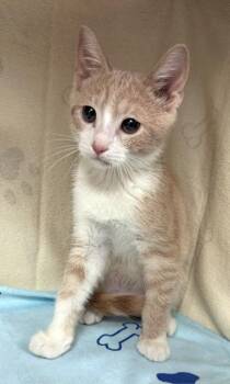 Goose -  Domestic Short Hair and Tiger Cat for Adoption in Lake Monroe, Florida - Goose | PetCurious