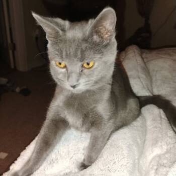 Rescue Domestic Short Hair Cats for Adoption in Charlottesville, Virginia - Mookie | PetCurious