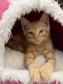 ALFIE -  Domestic Short Hair Cat for Adoption in Sacramento, California - ALFIE | PetCurious