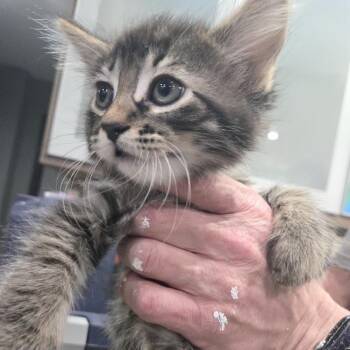 Domestic Long Hair Cats Available for Adoption in Sioux Falls, South Dakota - Ardeas | PetCurious