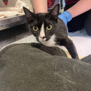 Kiki -  Domestic Short Hair Cat Available for Adoption in Port Townsend, Washington - Kiki | PetCurious