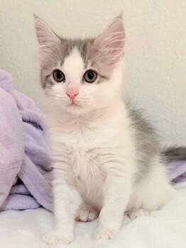 Spotted Kiwi ( hcal Theodore) -  Maine Coon Cat for Adoption in New Braunfels, Texas - Spotted Kiwi ( Hcal Theodore) | PetCurious