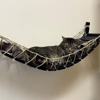 Ragu -  Domestic Short Hair Cat for Adoption in Medina, Ohio - Ragu | PetCurious