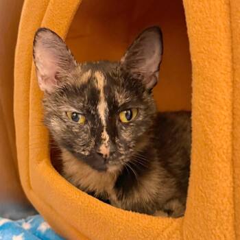 Fuchsia -  Domestic Short Hair Cat for Adoption in Philadelphia, Pennsylvania - Fuchsia | PetCurious