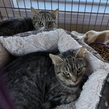 Pookie & Eyore -  Domestic Short Hair Cat for Adoption in Wells, Maine - Pookie & Eyore | PetCurious