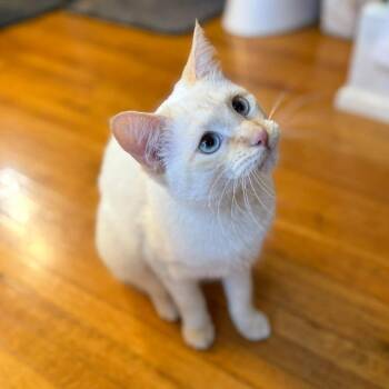 Siamese Cats Available for Adoption - Prada | PetCurious