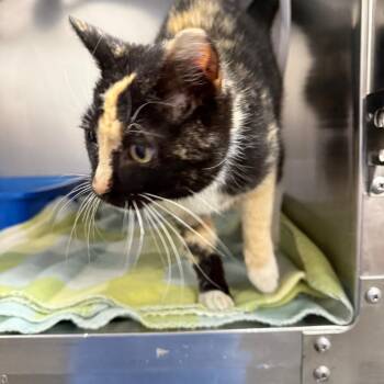 Domestic Short Hair Cats Available for Adoption - Trike | PetCurious