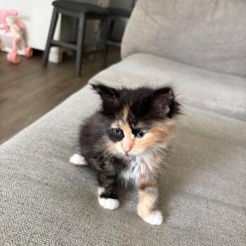 Kali -  Domestic Short Hair Cat for Adoption in Ferndale, Washington - Kali | PetCurious