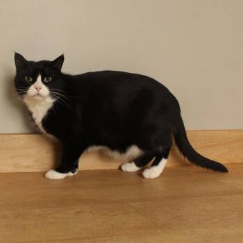 Sylvius C71715 -  Domestic Short Hair Cat for Adoption in Minnetonka, Minnesota - Sylvius C71715 | PetCurious