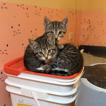 Domestic Short Hair Cats Available for Adoption in Plainfield, Illinois - Anastasia & Tatiana | PetCurious