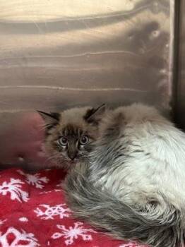 Siamese Cats Available for Adoption - Ney | PetCurious