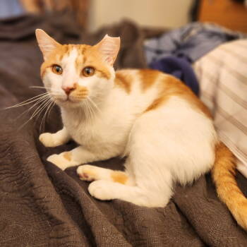 Rescue Domestic Short Hair Cats for Adoption - Charming | PetCurious