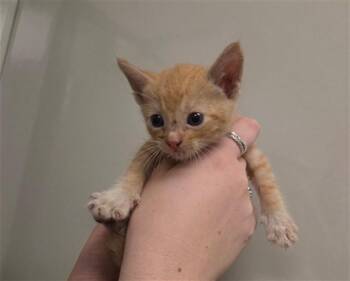 TANG - NEEDS A FOSTER -  Domestic Short Hair Cat for Adoption in Ontario, California - TANG - NEEDS A FOSTER | PetCurious
