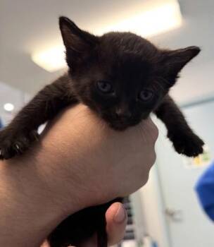 Domestic Short Hair Cats Available for Adoption in Daytona Beach, Florida - Seashore | PetCurious