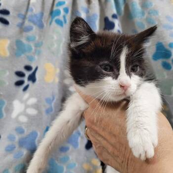 Pip -  Domestic Short Hair Cat for Adoption in Traverse City, Michigan - Pip | PetCurious