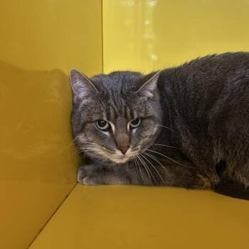 Domestic Short Hair Cats Available for Adoption in Abilene, Texas - Tabby | PetCurious