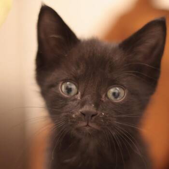 The Void -  Domestic Short Hair Cat for Adoption in Philadelphia, Pennsylvania - The Void | PetCurious
